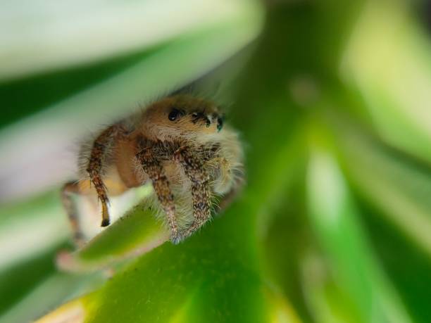 istock phidippus audax soroa regius or jumping spider is a macro photography object using a very interesting smartphone 1220181085
