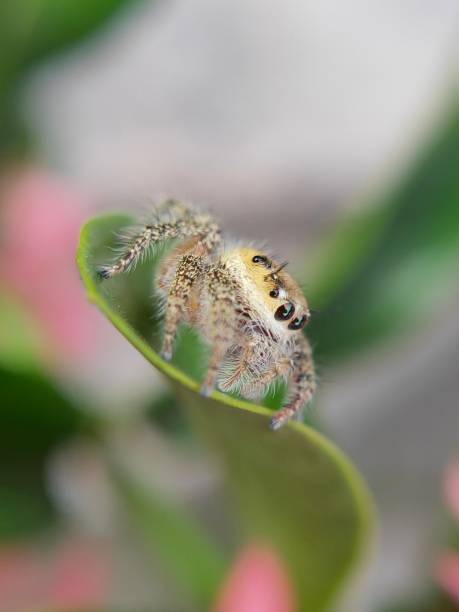 istock phidippus audax soroa regius or jumping spider is a macro photography object using a very interesting smartphone 1220181199
