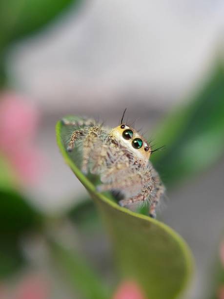 istock phidippus audax soroa regius or jumping spider is a macro photography object using a very interesting smartphone 1220181211