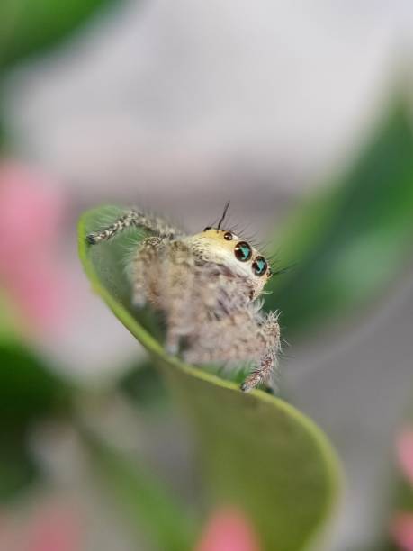 istock phidippus audax soroa regius or jumping spider is a macro photography object using a very interesting smartphone 1220181229