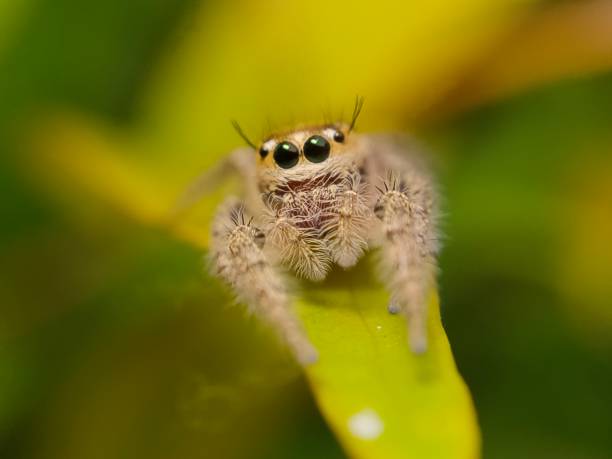 istock phidippus audax soroa regius or jumping spider is a macro photography object using a very interesting smartphone 1220181263