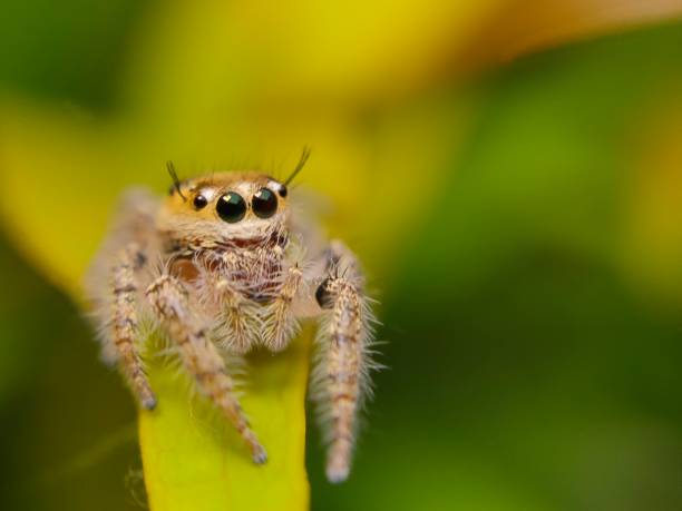 istock phidippus audax soroa regius or jumping spider is a macro photography object using a very interesting smartphone 1220181271