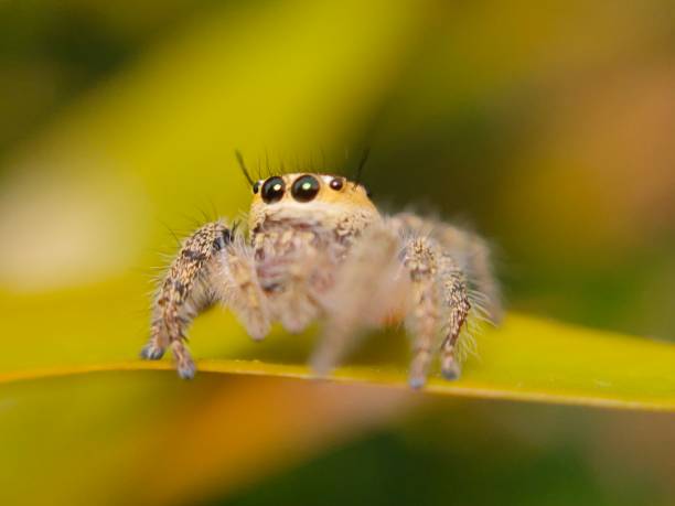 istock phidippus audax soroa regius or jumping spider is a macro photography object using a very interesting smartphone 1220181275