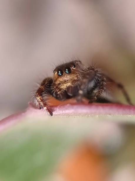istock phidippus audax soroa regius or jumping spider is a macro photography object using a very interesting smartphone 1220181298