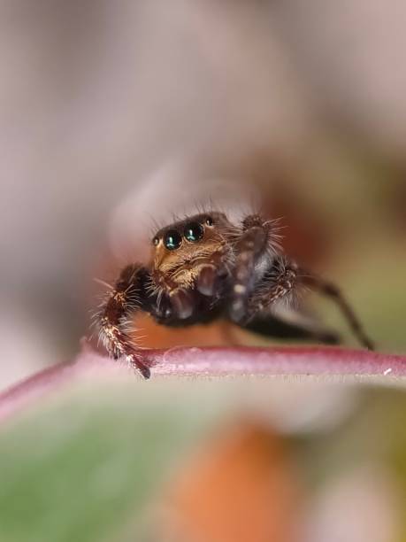 istock phidippus audax soroa regius or jumping spider is a macro photography object using a very interesting smartphone 1220181302