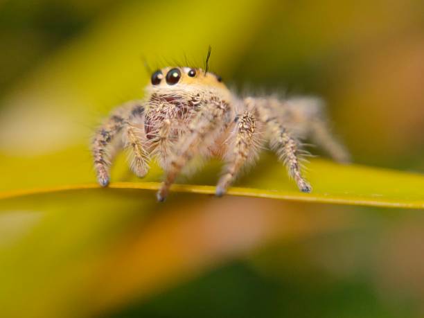 istock phidippus audax soroa regius or jumping spider is a macro photography object using a very interesting smartphone 1220181316