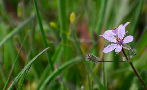 istock small wild flower that grows on the filed 1220182529