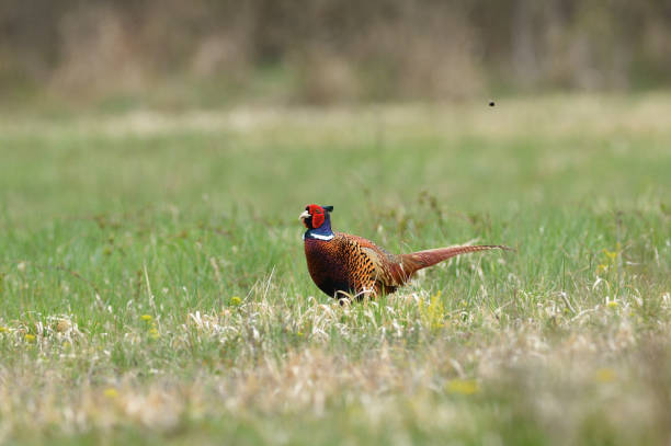 istock Portrait of a common pheasant on a green meadow in spring during rut 1220182666