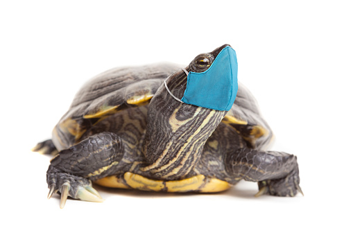 A red eared slider turtle isolated on white wearing a protective face mask during a pandemic.