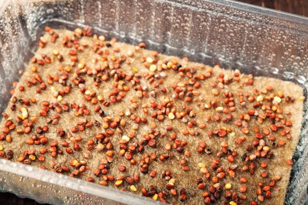Microgreens prepared for germination. Seeds in container sown on wet linen mat.