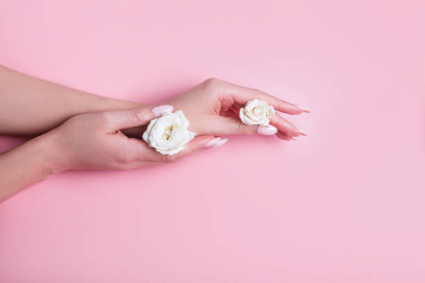 istock Woman's hands holding white roses buds on pink background. Flat lay, top view 1220185885
