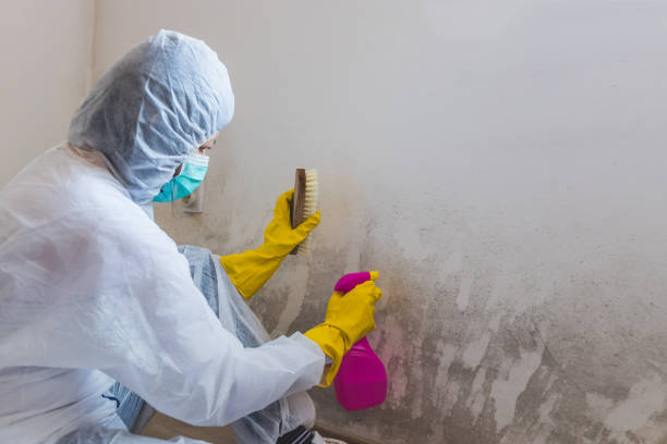 istock Female worker of cleaning service removes the mold using antimicrobial spray 1220185932