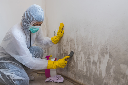 La trabajadora femenina del servicio de limpieza elimina el moho de la pared utilizando una botella de pulverización con productos químicos de remediación de moho y herramienta de rascador. photo