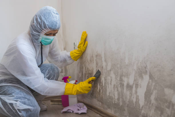 la lavoratrice del servizio di pulizia rimuove la muffa dalla parete utilizzando una bottiglia spray con prodotti chimici per la correzione dello stampo e uno strumento raschietto. - rimuovere foto e immagini stock