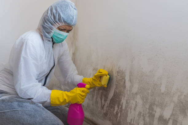 istock Worker of cleaning service removes the mold using antimicrobial spray and sponge. 1220185972