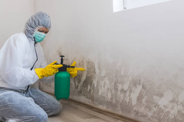 istock Female worker of cleaning service removes the mold using antimicrobial spray 1220185973