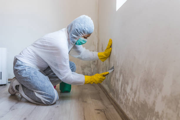 istock Worker of cleaning service removes the mold using scraper tool. 1220185974