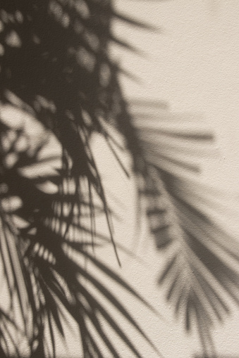 Background of palm`s shadow. Palm tree, leaves, shadow, wall, beige. Beautiful shadows of palms leaves on a beige wall. Shadow, palm.