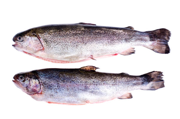 istock Gutted rainbow trout, isolated on white 1220186642