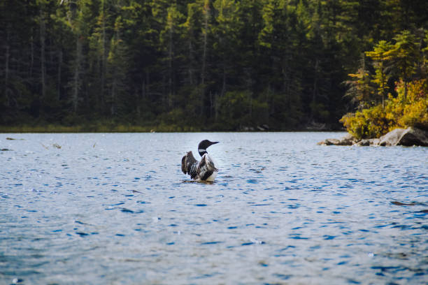 istock Loon on Long Pond, Benton, New Hampshire 1220187398