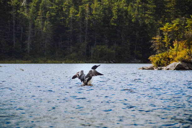 istock Loon on Long Pond, Benton, New Hampshire 1220187400