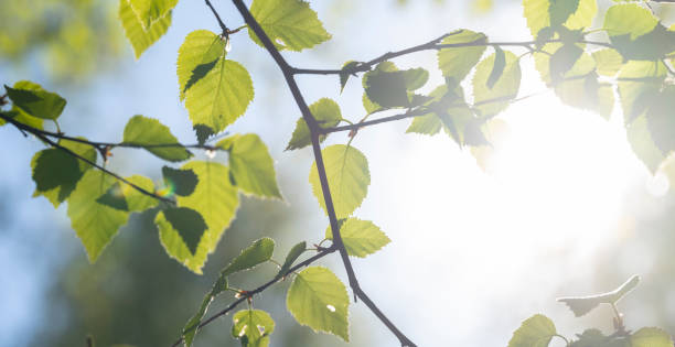 istock soft fresh green spring leaves of beech tree in sunlight 1220187648