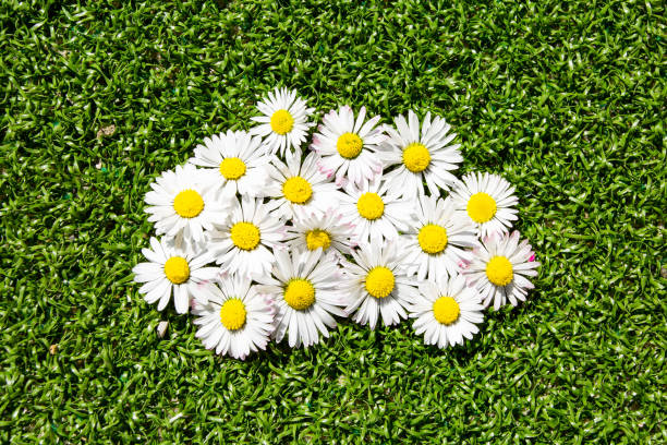 istock Group of white flowers 1220188105