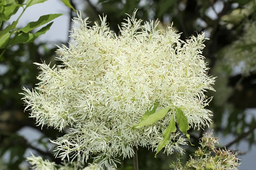 Flowering of a flower-ash, also called manna-ash or ornamental ash.
