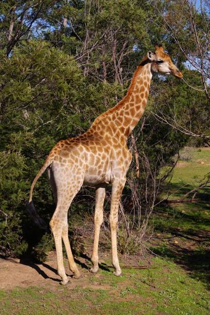 istock Cute young giraffe standing in the wilderness. South Africa 1220191276