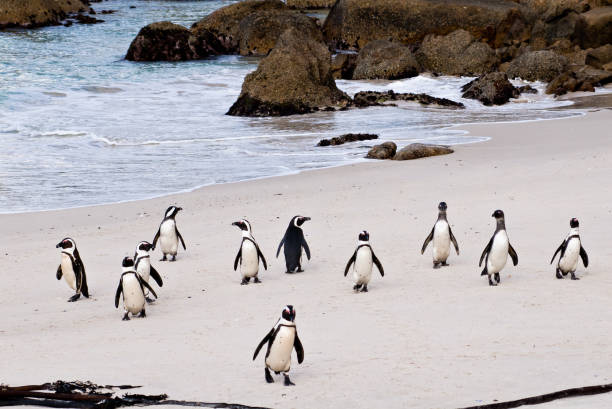 penguins at boulders beach, south africa - south africa coastline sea wave imagens e fotografias de stock