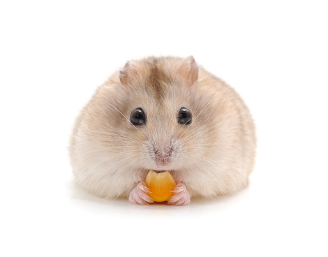 Hamster that eats isolated on a white background.