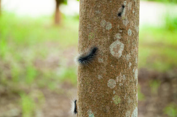 istock Worm on the rubber tree in the farm,caterpillar on a rubber tree 1220191570