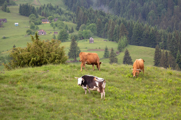 istock Cows grazing on a mountain pasture. Carpathians 1220195582