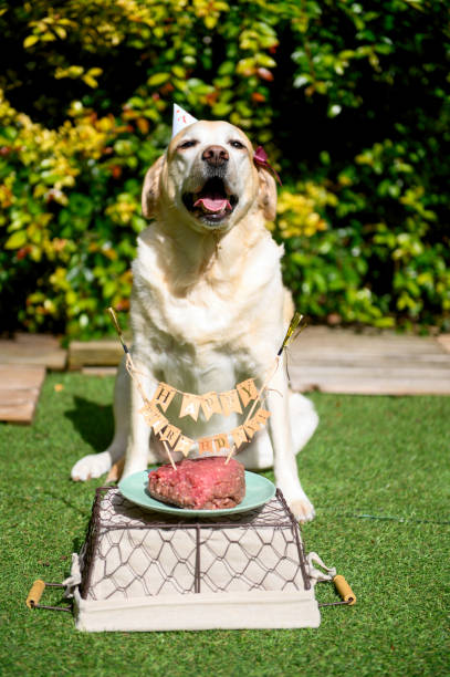 istock Dog birthday. A feast for the dog. 1220196037