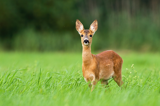 Surprised roe deer, capreolus capreolus, fawn looking into camera from front view on meadow with copy space. Alert wild animal with orange and brown fur in green summer nature.