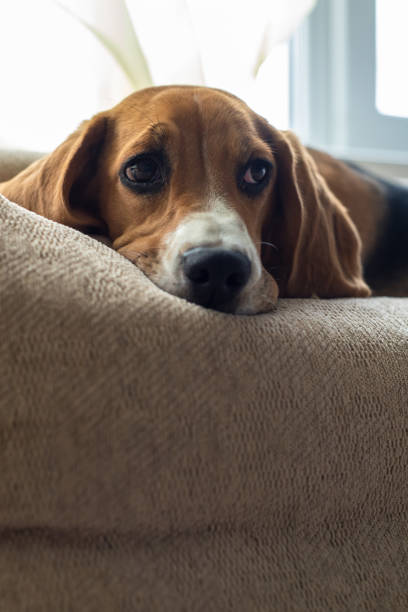 istock Resting beagle dog on the couch. Beggingly looks at the owner. Pets. 1220197905