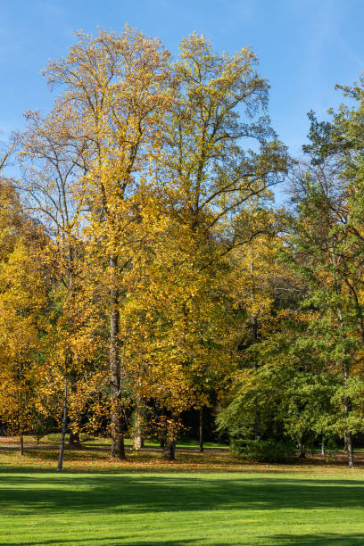 istock Tree with Autumn foliage around Bade-Baden village 1220198852