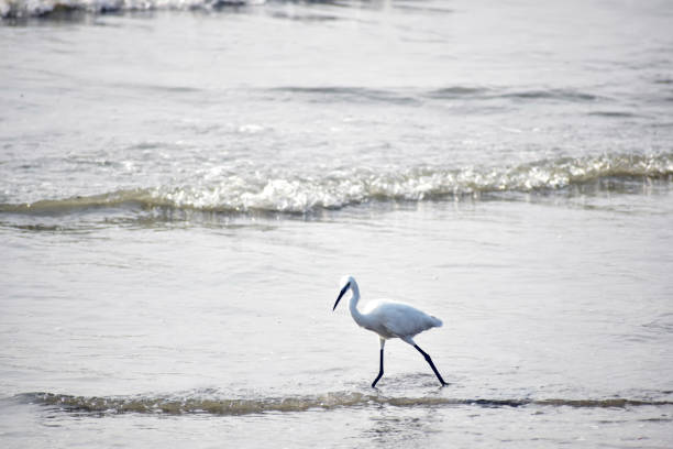 una bella gru che cammina lungo una riva del mare - wading snowy egret egret bird foto e immagini stock