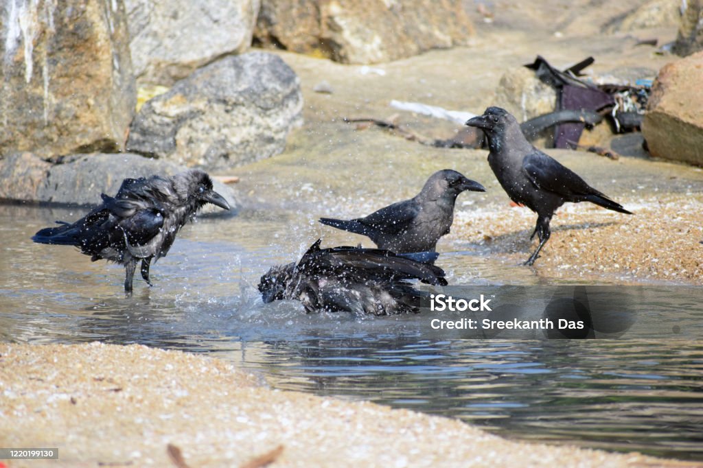 Crows After Bathing Crows Bathing In Water Stock Photo - Download Image Now - Animal ...