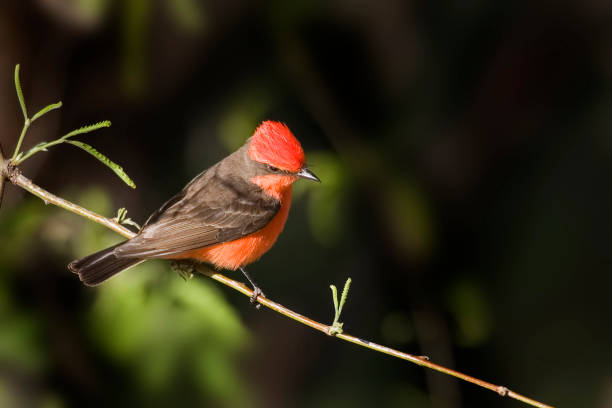 istock Vermilion Flycatcher, Pyrocephalus obscurus, perched on branch 1220200296