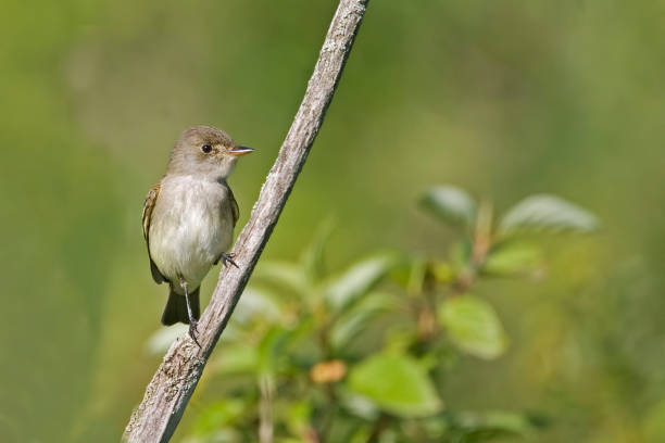 istock Willow Flycatcher, Empidonax traillii, perched and alert 1220200342