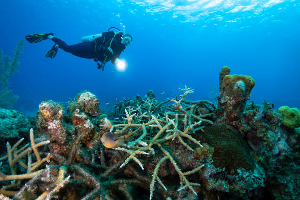istock Diving in the Caribbean 1220204151