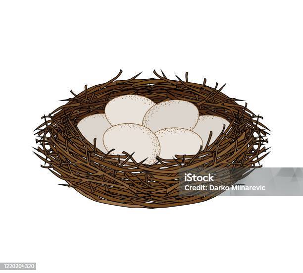 Eggs In The Nest Stock Illustration - Download Image Now - Animal Nest,  Vector, Animal Egg - iStock