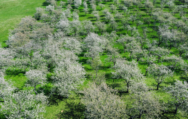 istock aerial view of cherry tree orchards blossoming in spring 1220205861