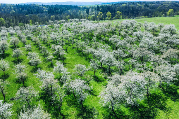 istock aerial view of cherry tree orchards blossoming in spring 1220205884