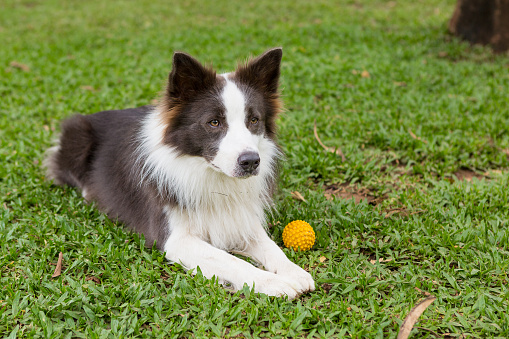 Border Collie playful lying on the grass of the park waiting for the owner to play.