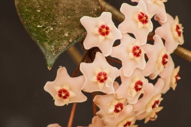 istock Hoya Waxplant Flower 5745 1220206308