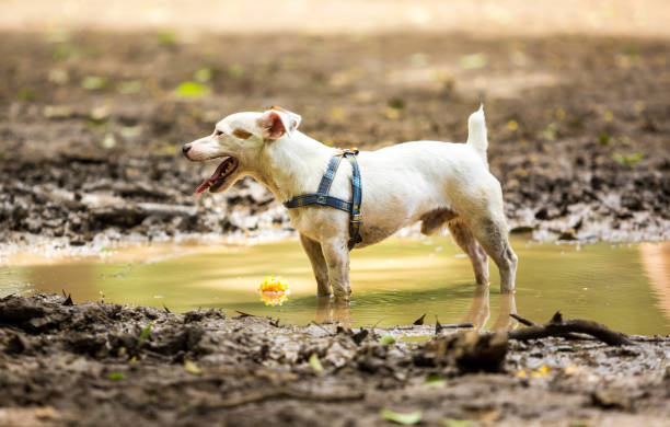 istock A mutt standing in a puddle of mud with his ball 1220209553