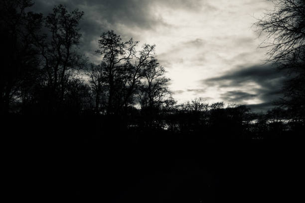 istock Silhouette dark trees in a park in Berlin Germany 1220209833