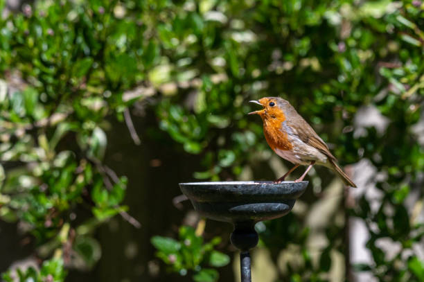 istock Wild robin, erithacus rubecula, perched on suet garden bird feeder 1220209887